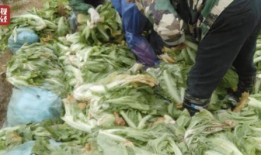 最新爆料老坛酸菜视频网,揭秘食品行业潜规则